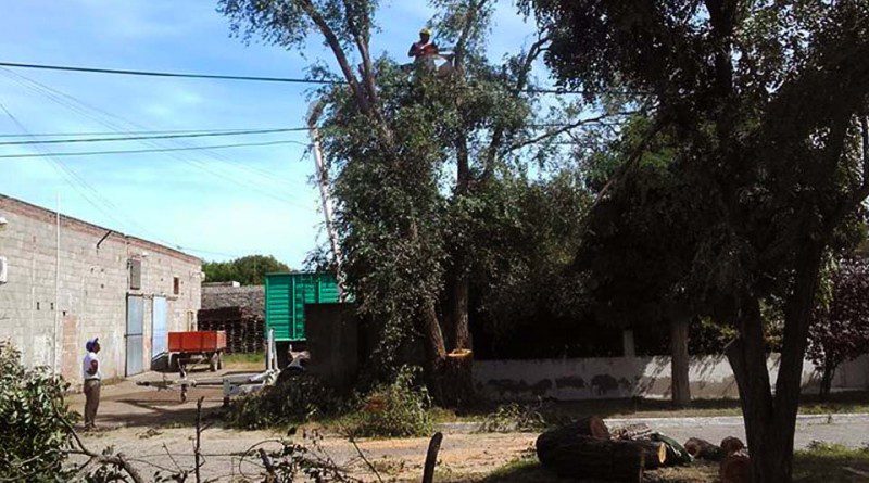 arbol 02