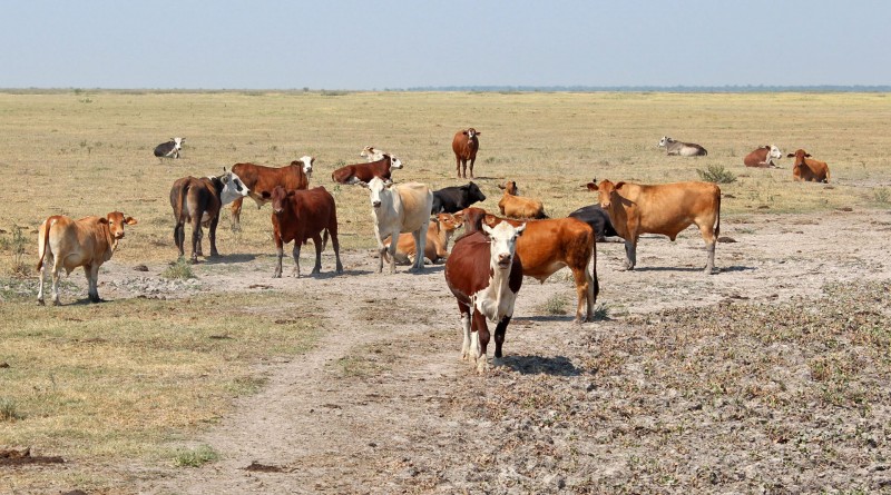 zzzznacp2NOTICIAS ARGENTINAS RECONQUISTA, SANTA FE, ENERO 10: Algunos animales se observan en un campo con escasos pastos debido a la sequia en la localidad de Intiyaco, al norte de la provincia de Santa Fe.
Foto NA: MARIO SALAMI/INTAzzzz
