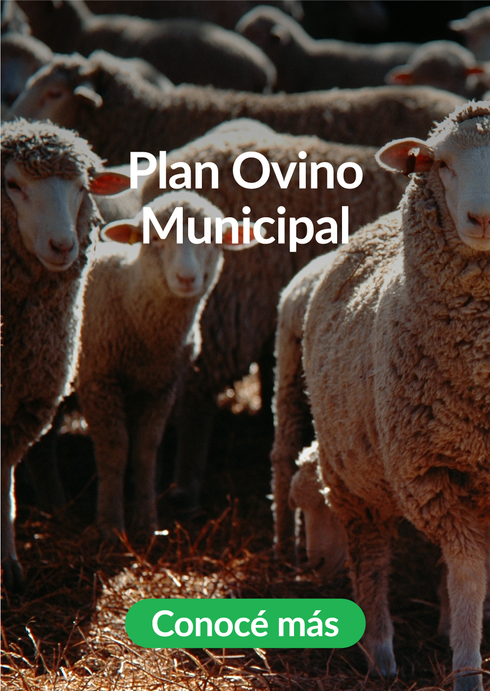 3-plan-ovino