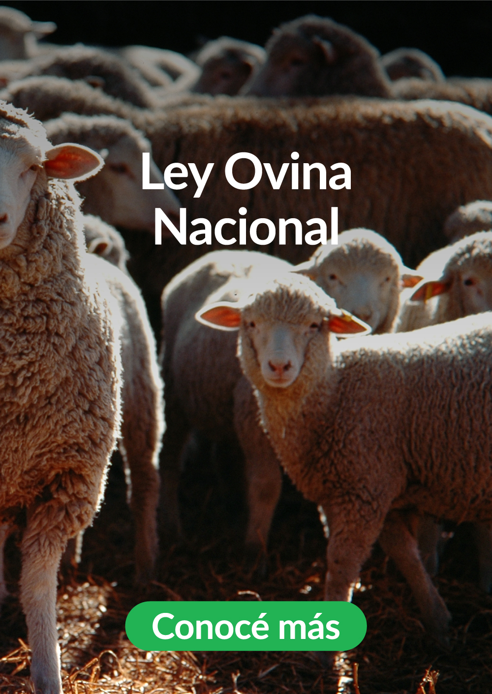 4-Ley-Ovina