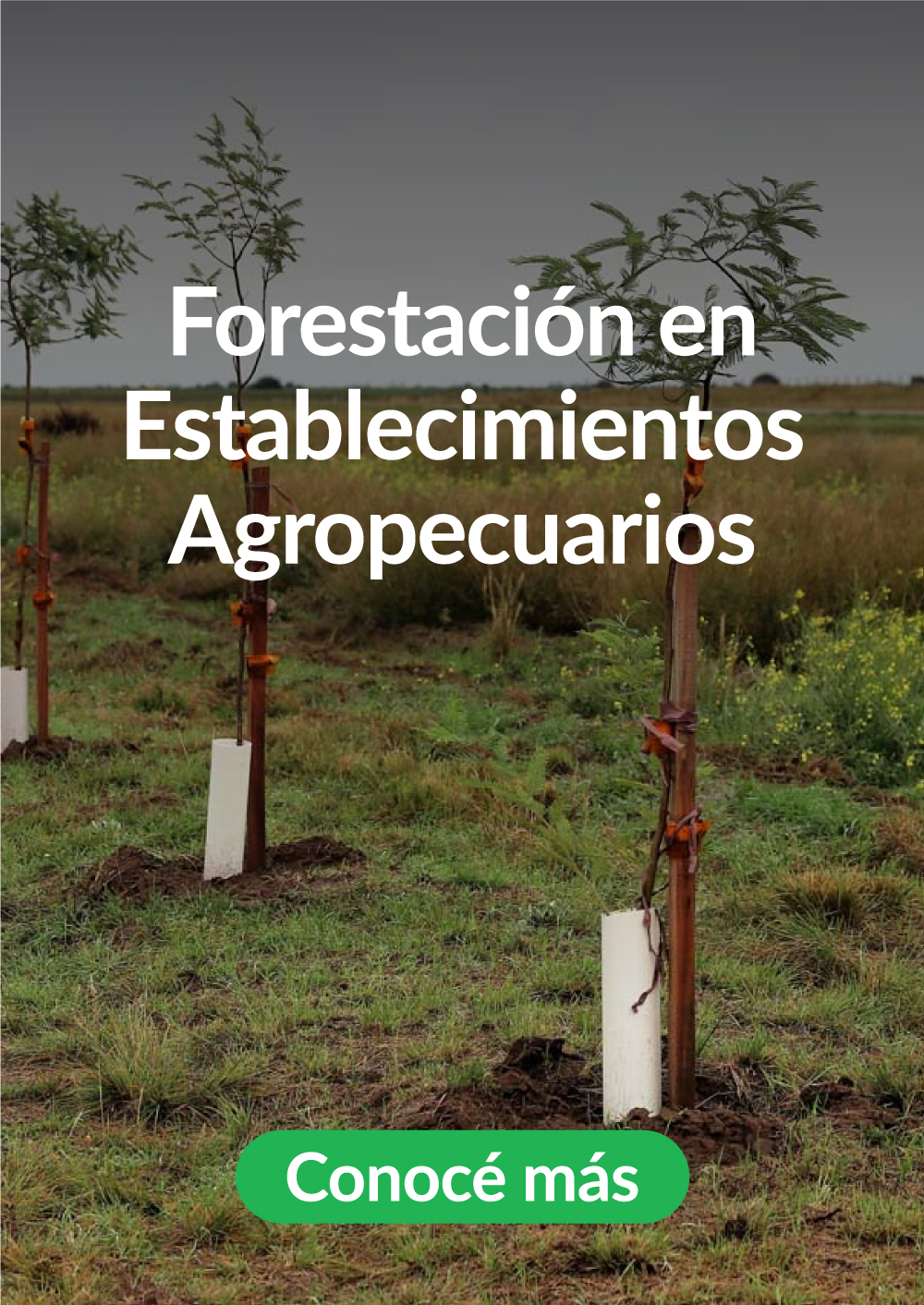 6-Forestacion