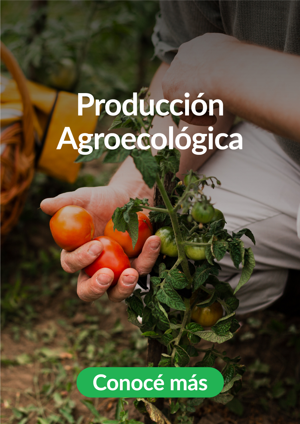 7-Produccion-Agroecologica