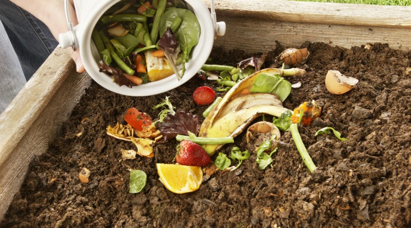 Pouring food scraps into a compost pile.