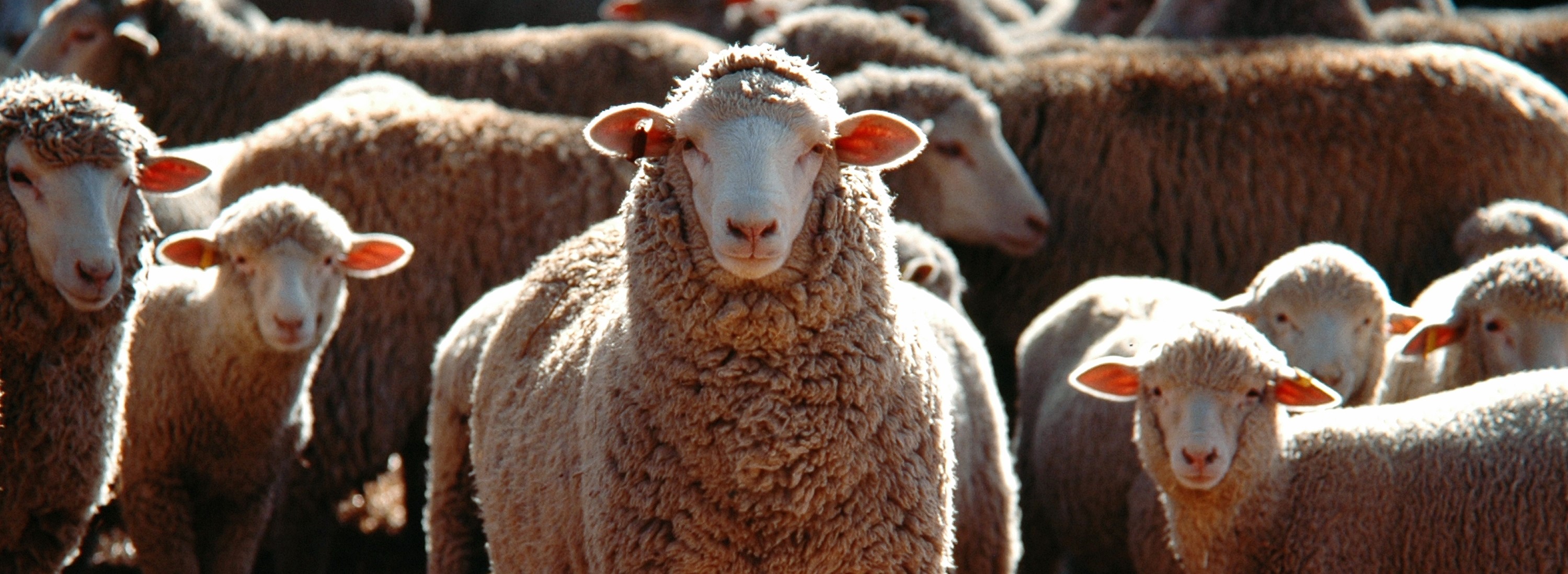 A selective focus shot of a bunch of domestic sheep