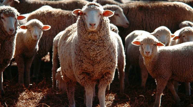 A selective focus shot of a bunch of domestic sheep