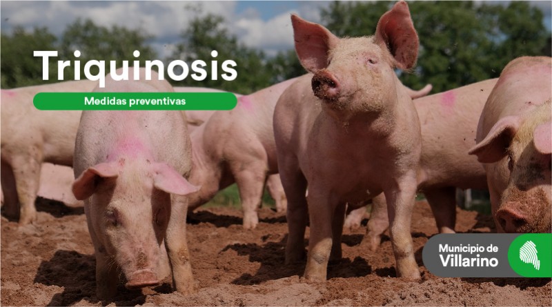 Triquinosis (Web)