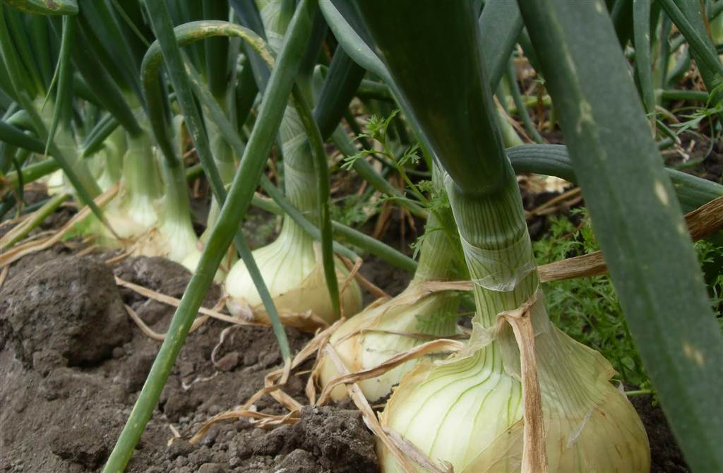 resized_cultivosdecebolla