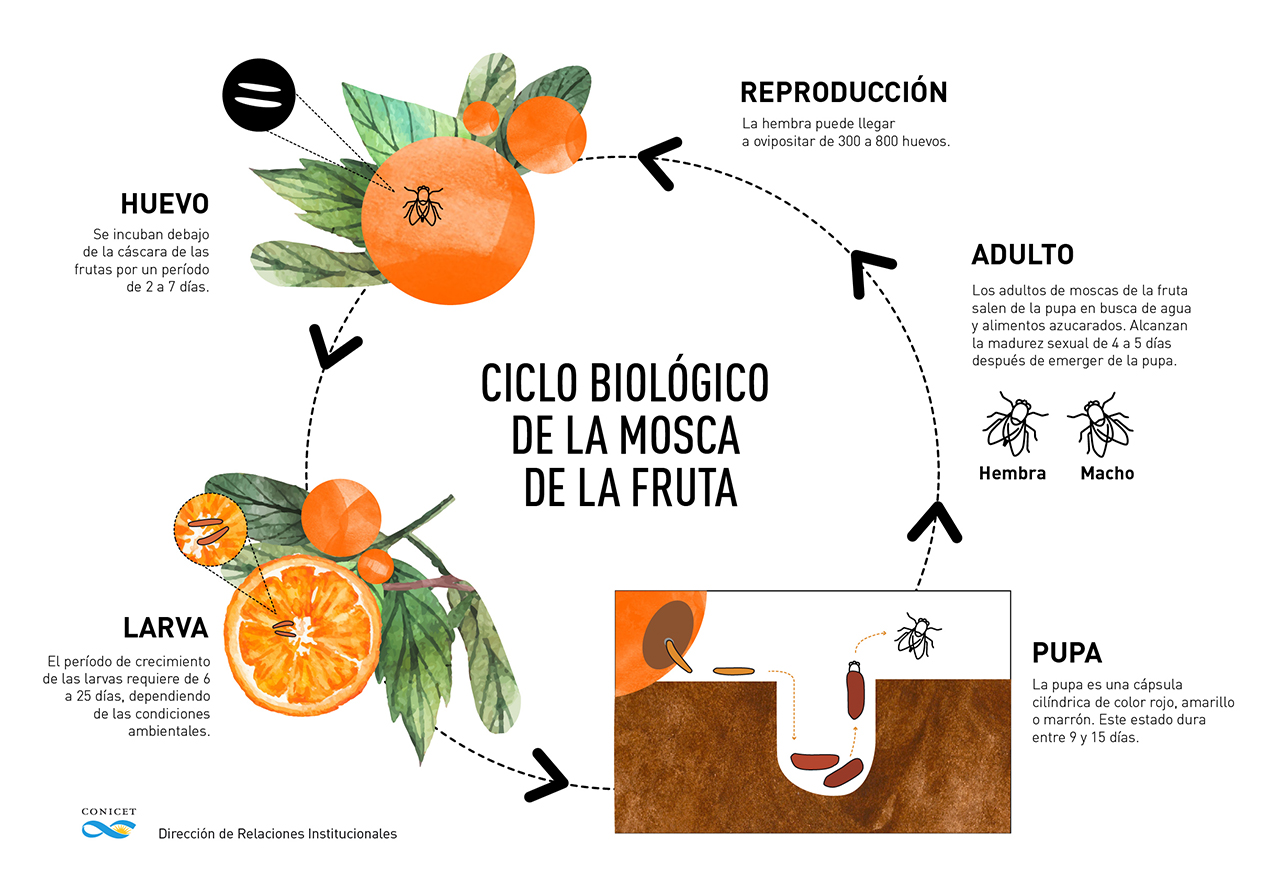 mosca-de-la-fruta