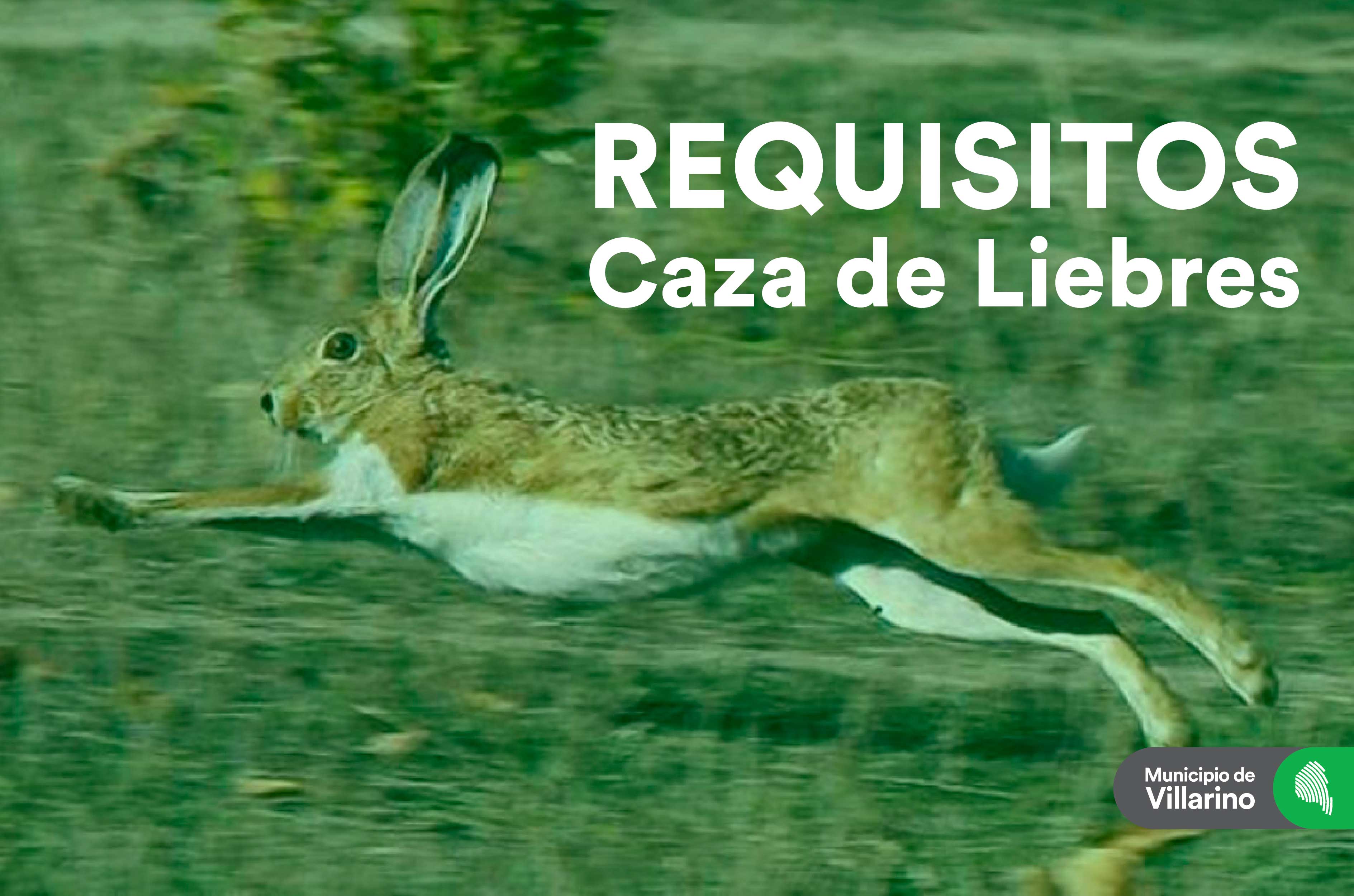Caza-Liebre-01