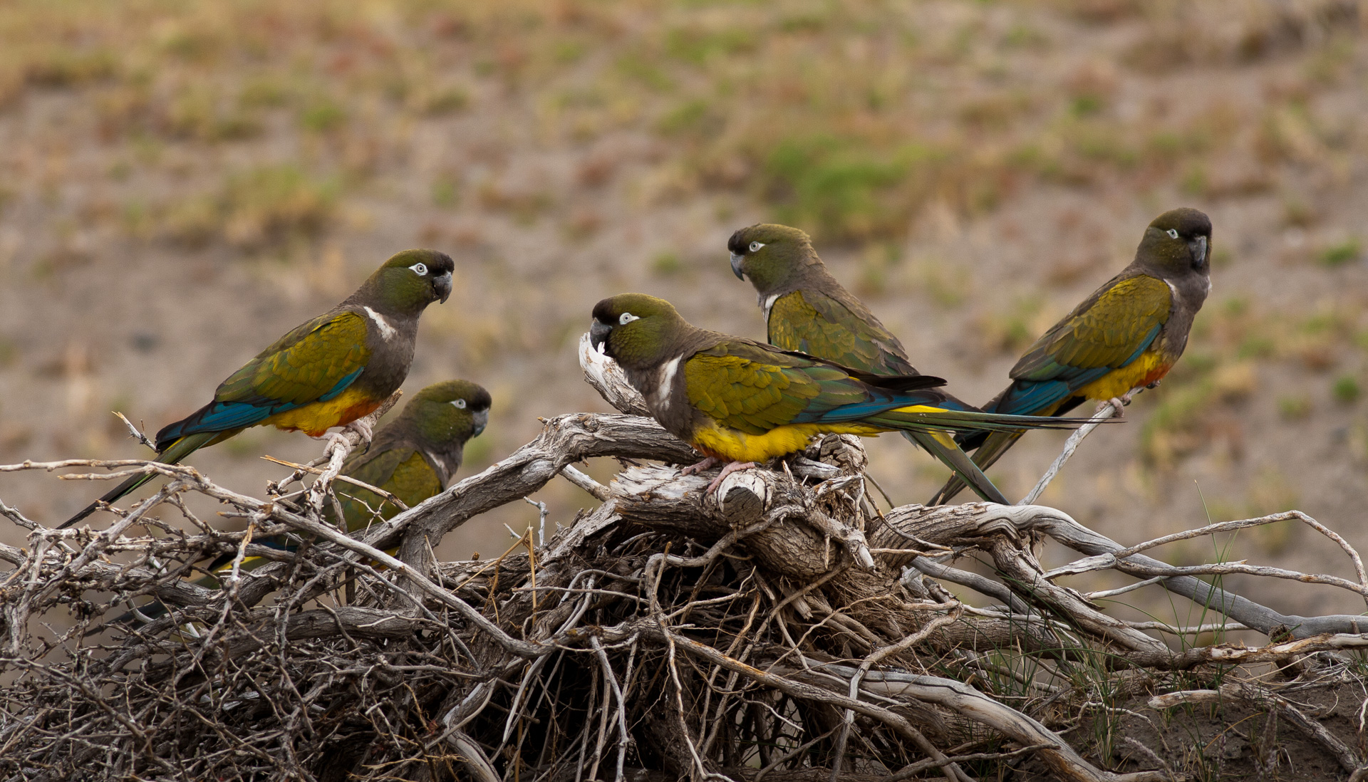 Loro barranquero (Cyanoliseus patagonus)