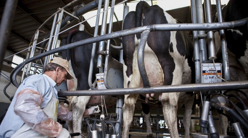 zzzznacp2NOTICIAS ARGENTINAS BAIRES, OCTUBRE 31: (ARCHIVO) La crítica situación que atraviesa el sector lácteo en la Argentina provocó que por cada día un tambo cierre en el país, según un duro informe de la entidad rural Coninagro.  FOTO NAzzzz