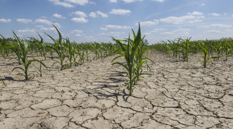 dry corn field with young corn plants