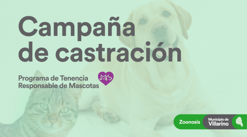 castracion felina y canina