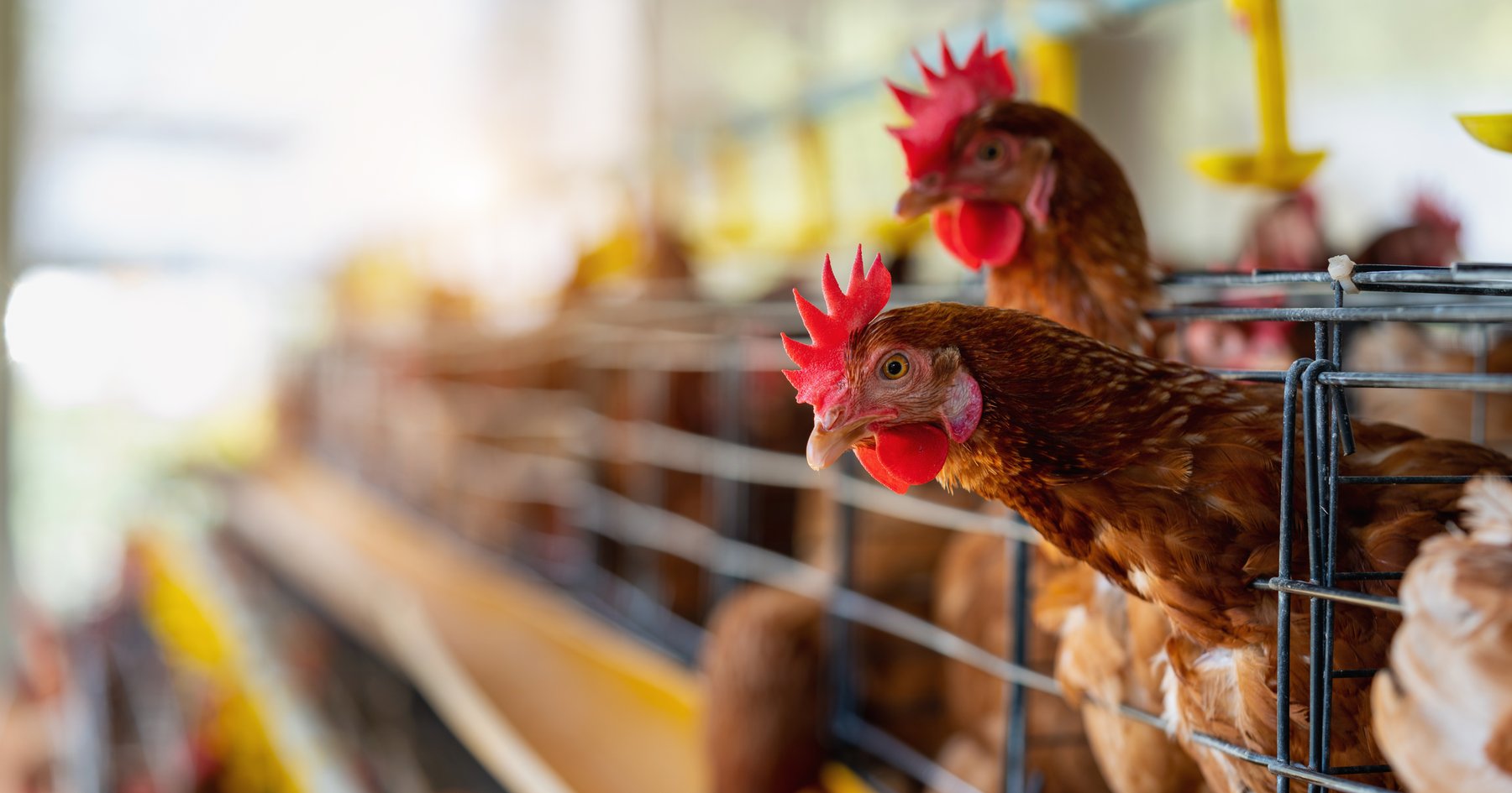 hens-in-factory-chicken-in-cages.2e16d0ba.fill-1800×945