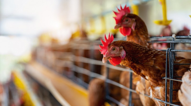 hens-in-factory-chicken-in-cages.2e16d0ba.fill-1800x945 (1)