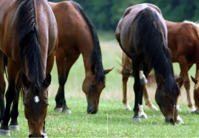 Encefalomielitis equina: se declaró el Estado de Emergencia Sanitaria en el país
