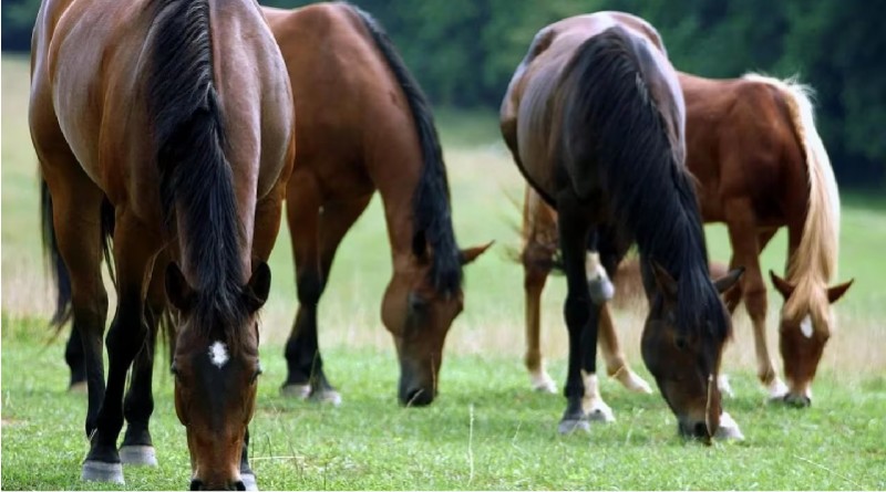 Encefalomielitis equina (Web)