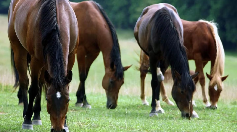 Encefalomielitis equina (Web)