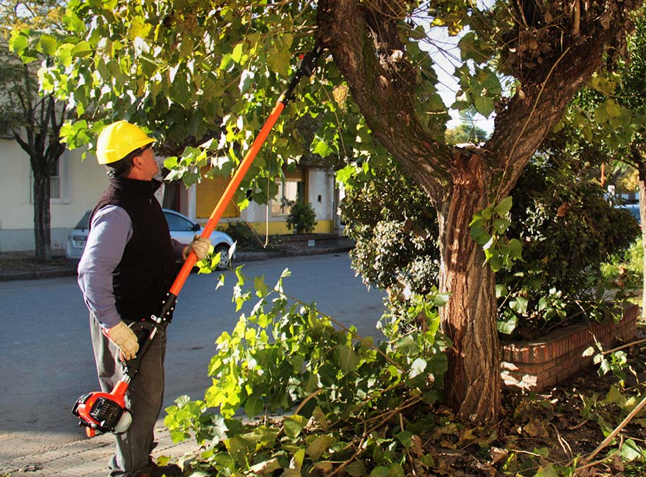 Curso virtual de poda