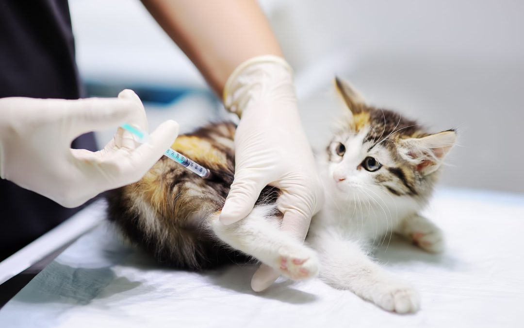 Lanzamiento de la Campaña de Vacunación Antirrábica en Villarino⁣