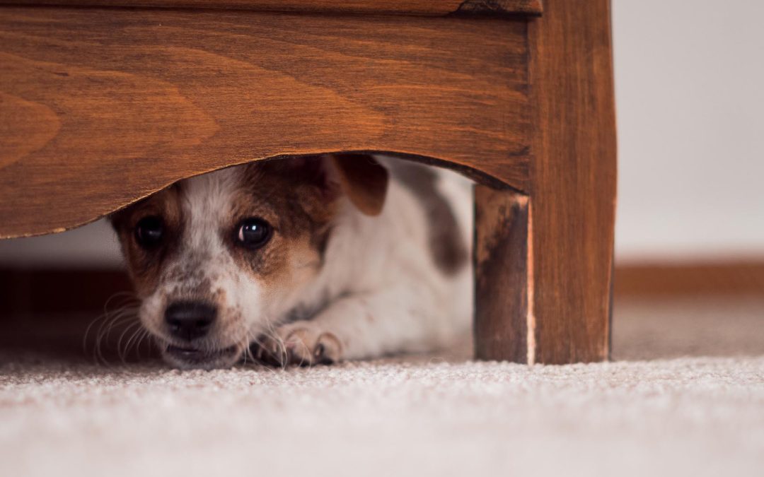 El Municipio recuerda la vigencia de la normativa sobre venta de pirotecnia